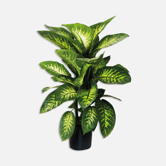 Dieffenbachia Tropik Snow