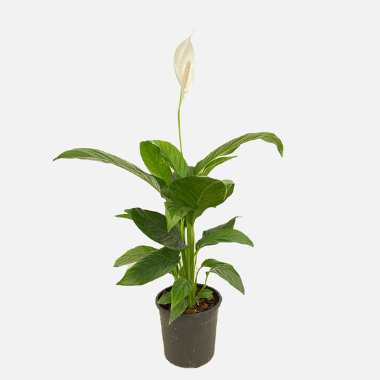 Spathyfillum Barış Çiçeği 17cm