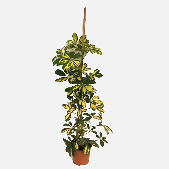 Schefflera Çiçeği Tekli 