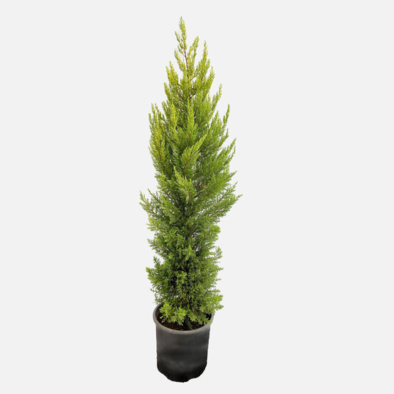 Cupressus Goldcrest Servi