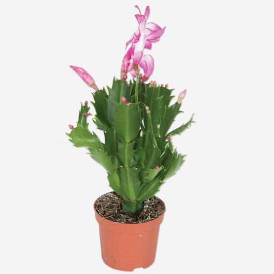 Schlumbergera Kaktüs