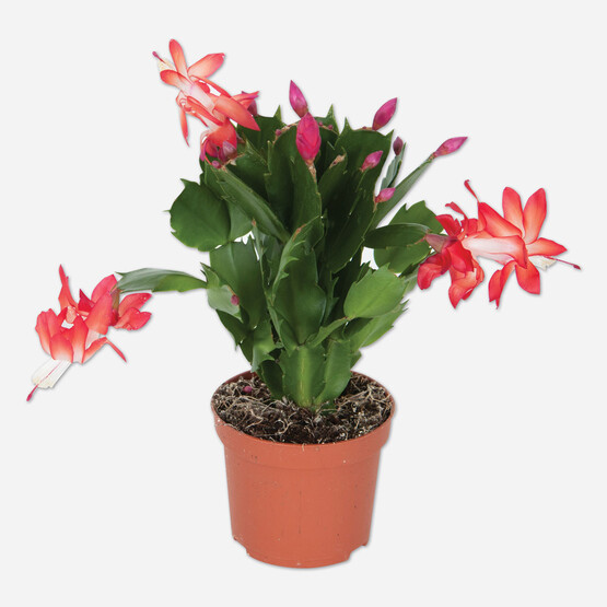 Schlumbergera Kaktüs