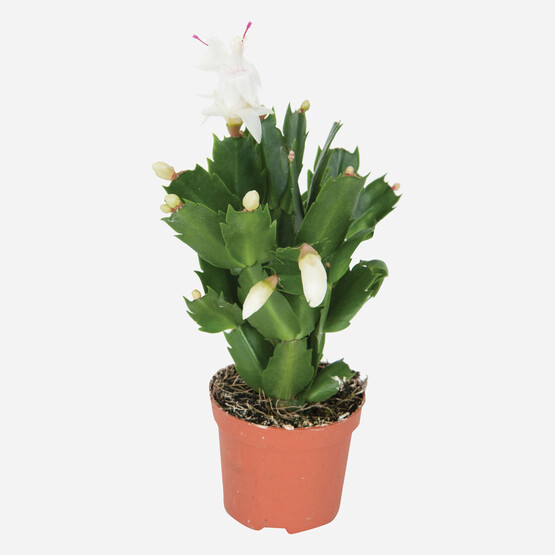 Schlumbergera Kaktüs