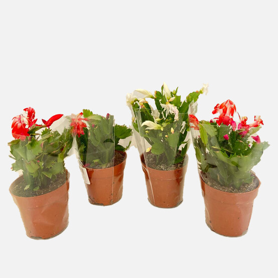 Schlumbergera Kaktüs