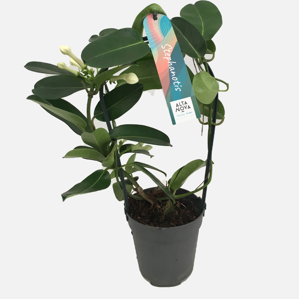   Stephanotis Çiçeği 