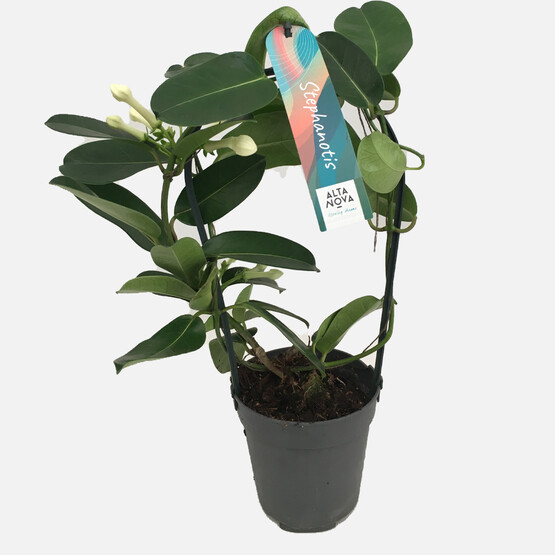 Stephanotis Çiçeği