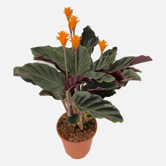 Calathea Crocata Kalatya Çiçeği