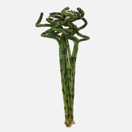 Dracaena Lucky Spiral Şans Bambusu