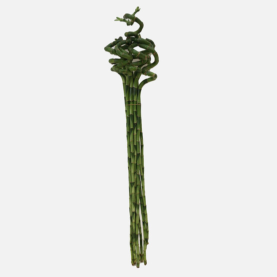 Dracaena Lucky Spiral Şans Bambusu