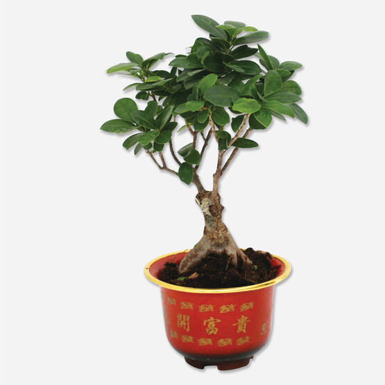 Bonsai 15cm