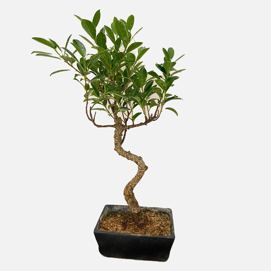 Bonsai 15cm