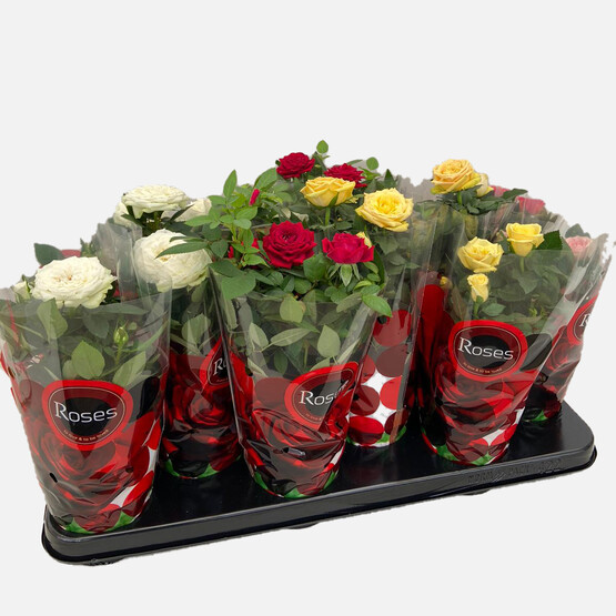 Rosa Parade Mini Gül