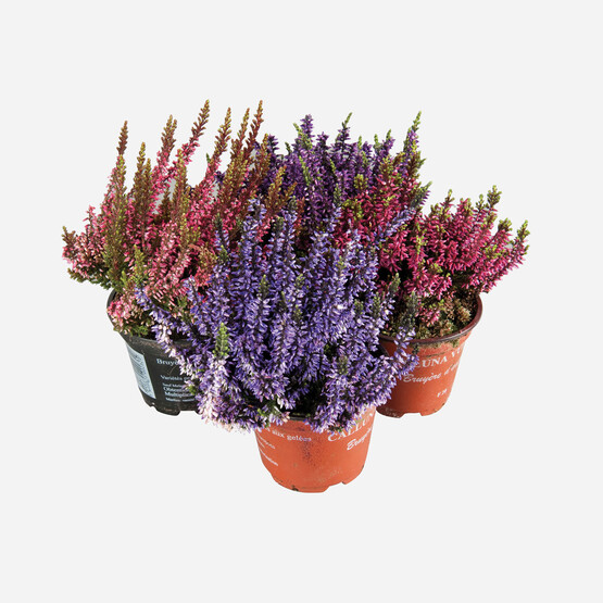 Funda (Erica) Çiçeği