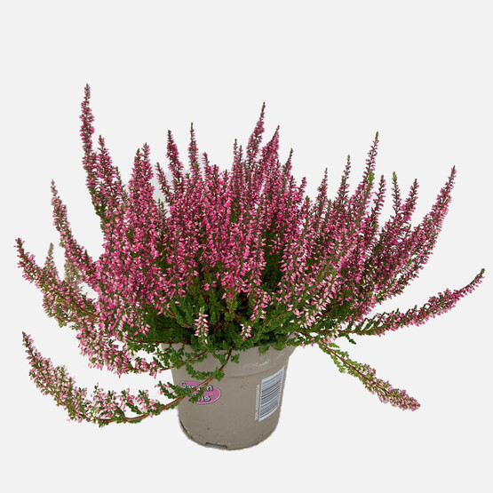 Funda (Erica) Çiçeği