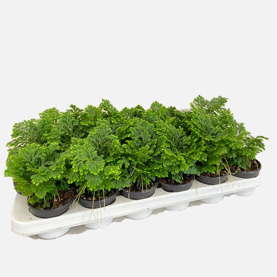 Selaginella Çiçeği
