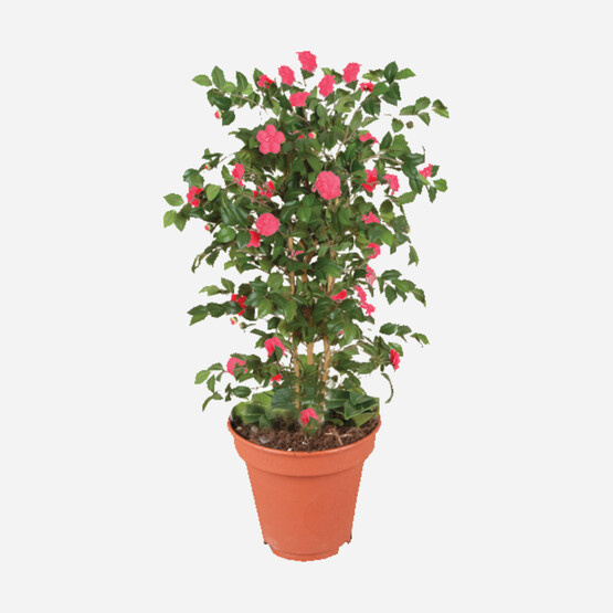 Japon Kamelyası (Camellia Japonica)