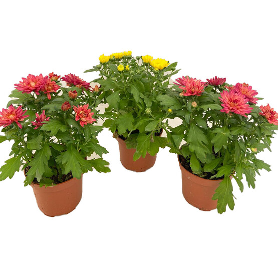 Chrysanthemum Kasımpatı