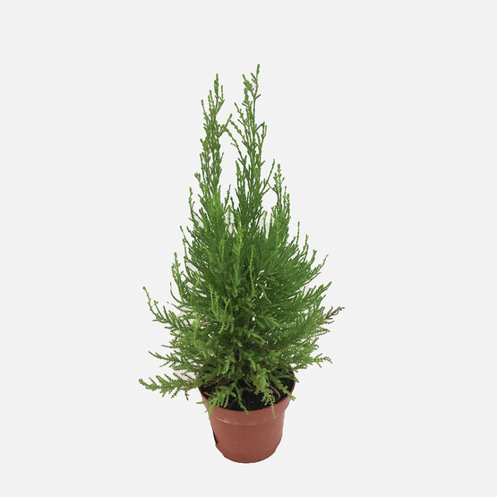 Cupressus Servi