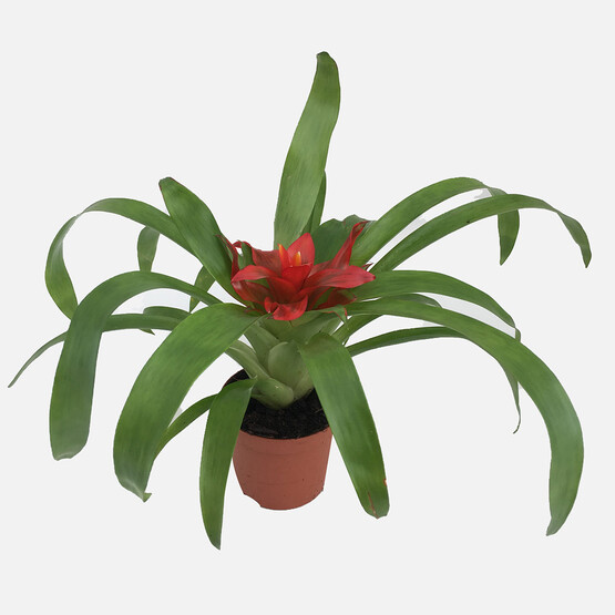 Guzmania Minör Kırmızı Yıldız