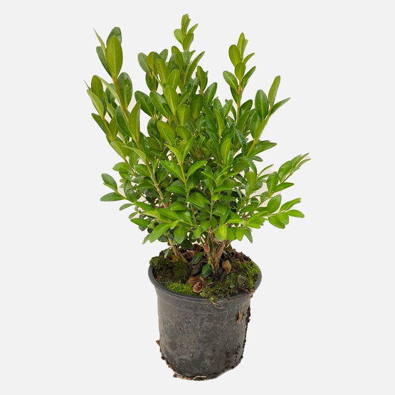Buxus Şimşir