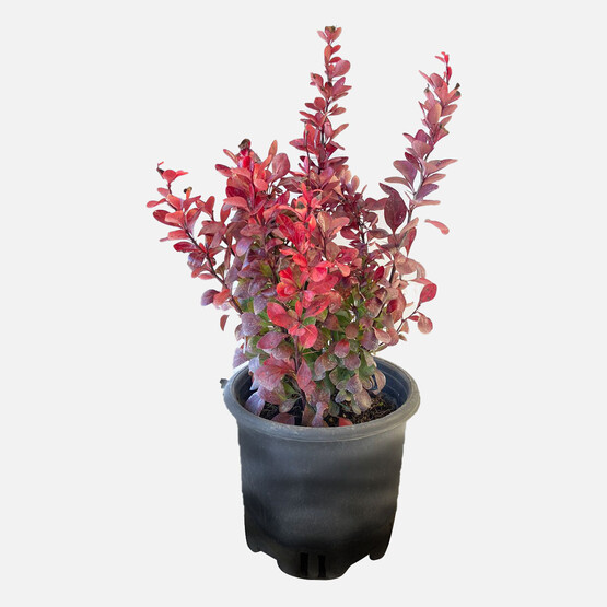 Berberis Çiçeği