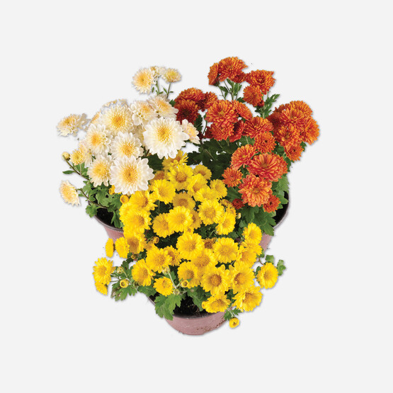 Kasımpatı Çiçeği 15cm