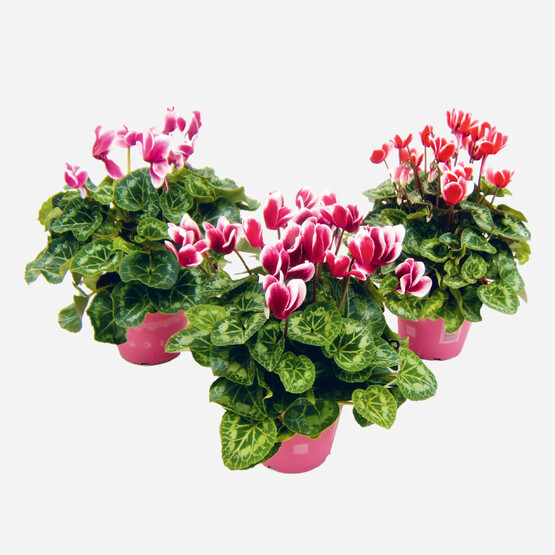 Cyclamen Siklamen Çiçeği