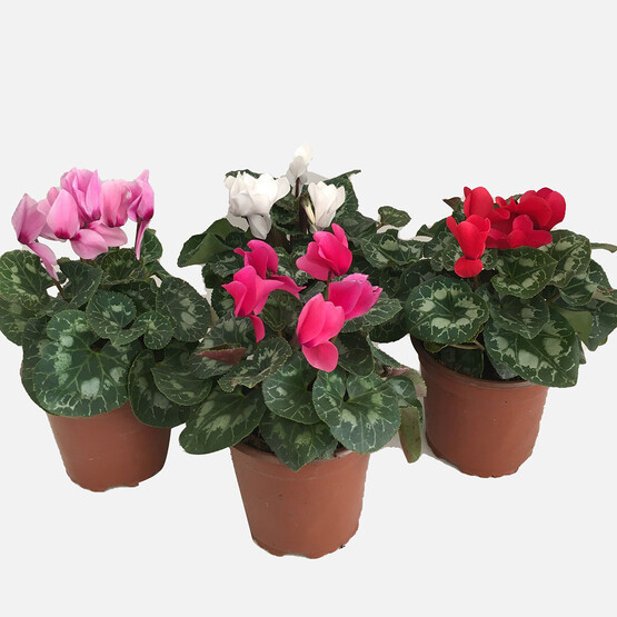 Cyclamen Siklamen Çiçeği