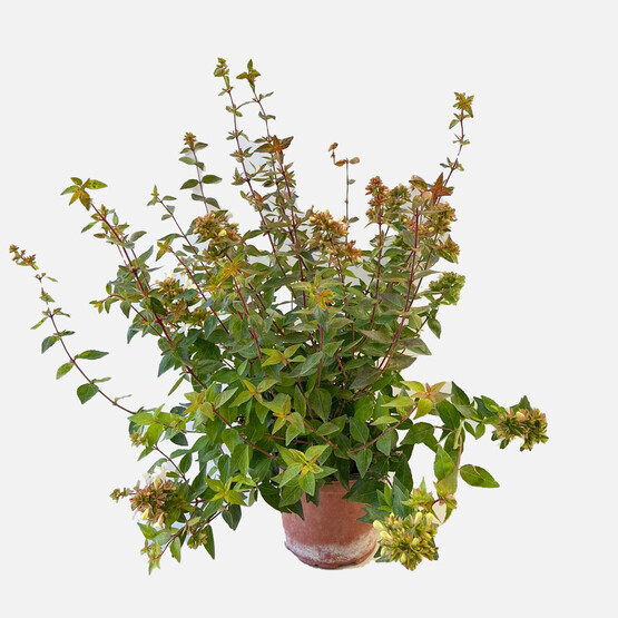 Abelia Grandiflora Bodur