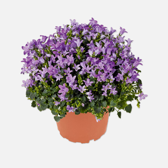 Campanula Çan Çiçeği 12 cm