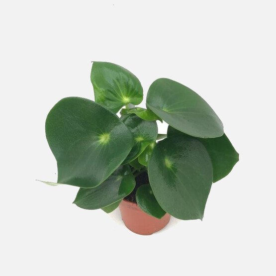 Peperomia Çiçeği