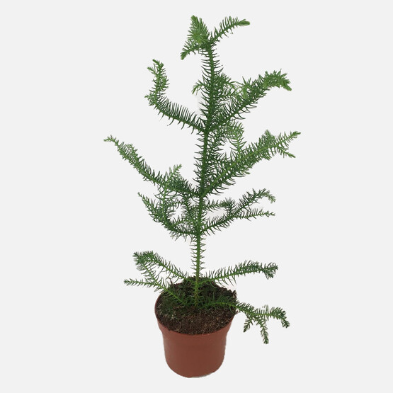 Araucaria Akorya