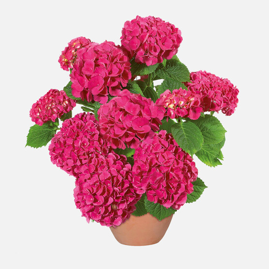 Hydrangea Ortanca 14cm