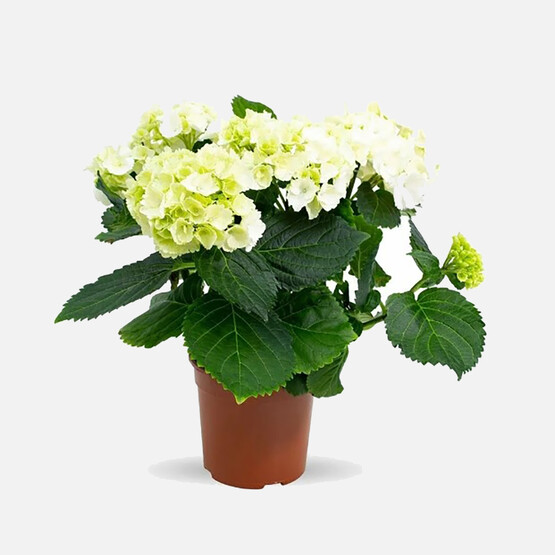 Hydrangea Ortanca 14cm