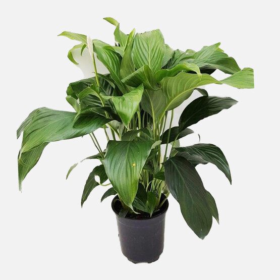 Spathiphyllum Yelken Çiçeği