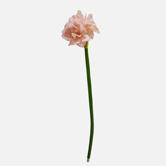 Amaryllis Çiçeği Pembe
