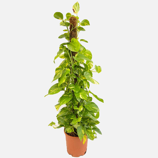 Scindapsus Çiçeği