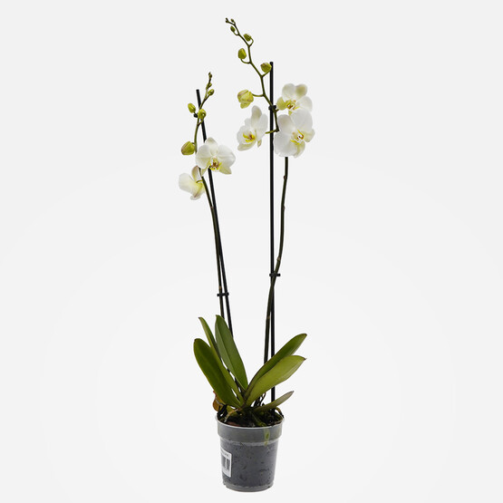 Çift Dal Orkide 50cm