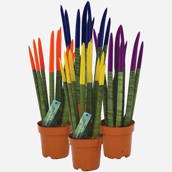 Sanseveria Paşa Kılıcı Çiçeği