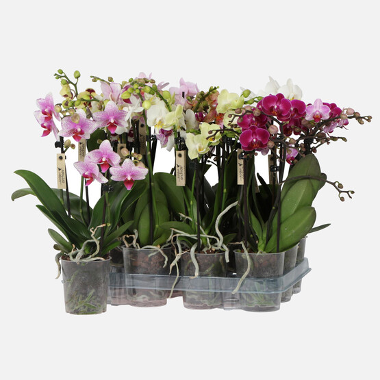 Phalaenopsis Bitkisi