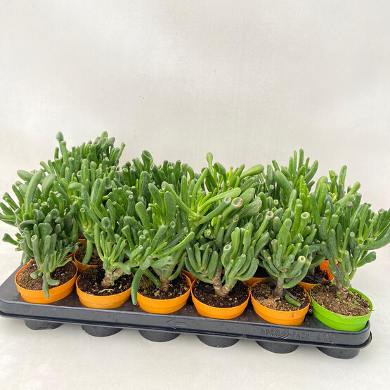 Crassula Succulent
