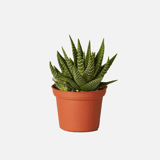 Haworthia Succulent