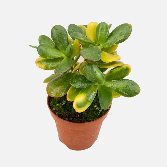 Crassula Succulent