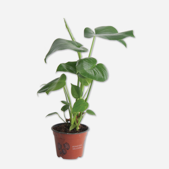 Monstera Deve Tabanı Çiçeği