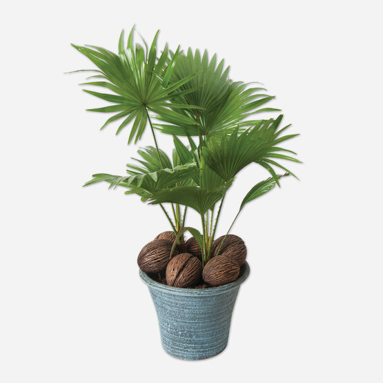 Lıvıstonia Çiçeği 12cm 
