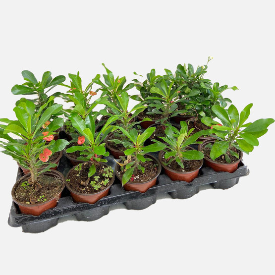 Euphorbia Milii Dikenli Taç Çiçeği