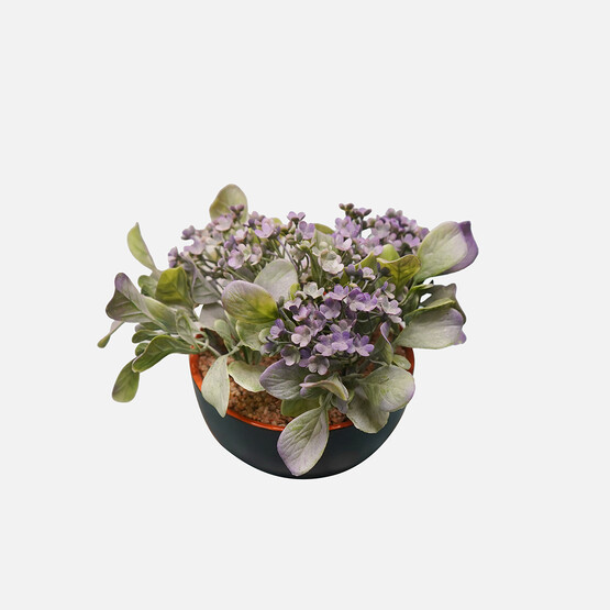 Dekoratif Saksıda Kalanchoe
