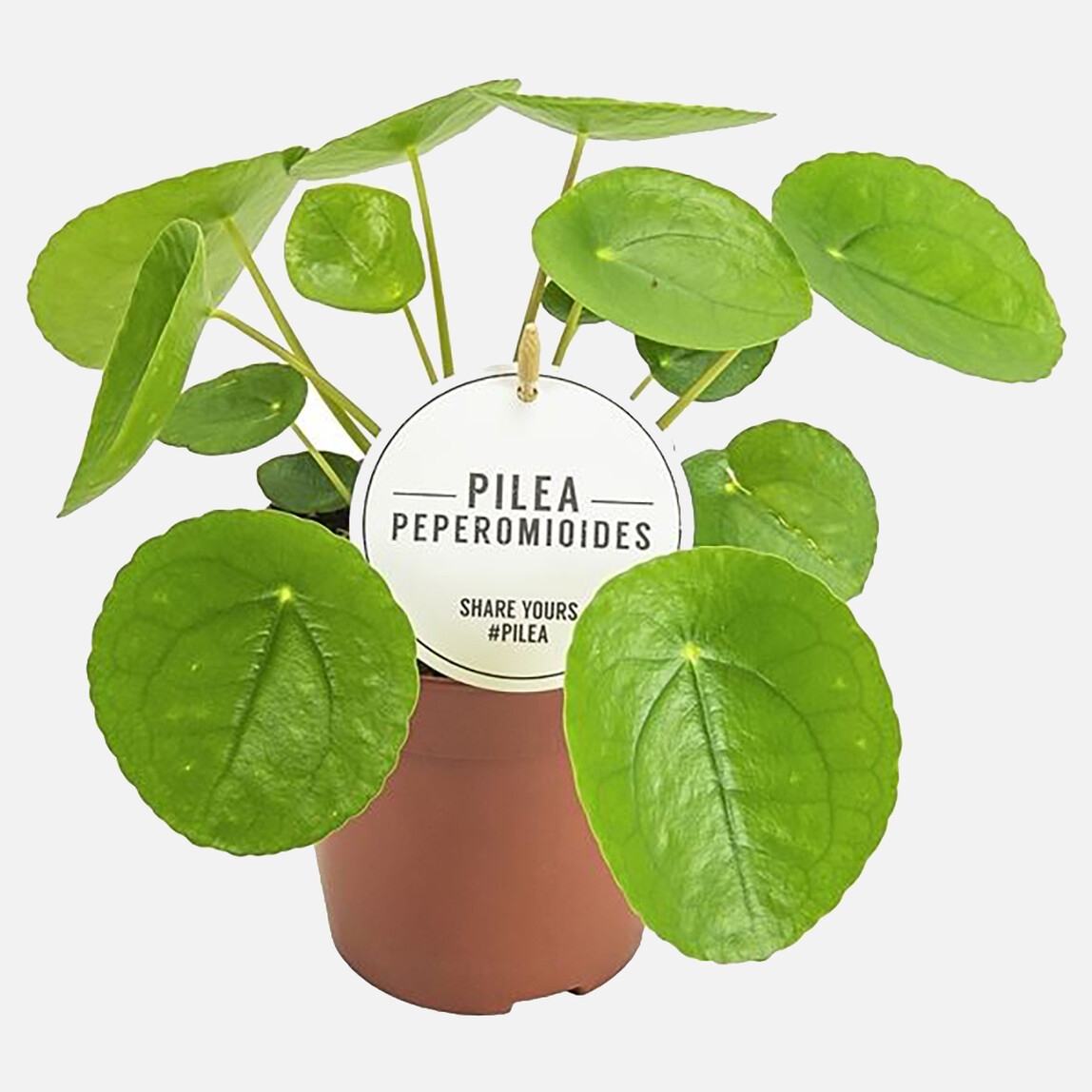    İthal Pilea Para Çiçeği 