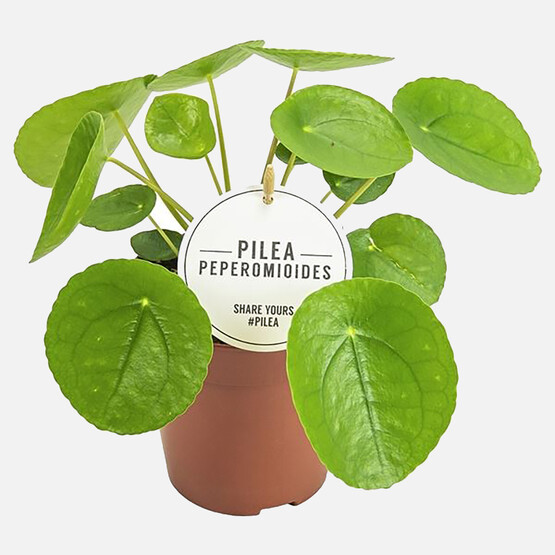 İthal Pilea Para Çiçeği