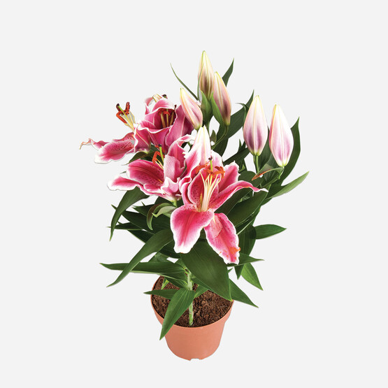 Sunny Azores Lilyum Star